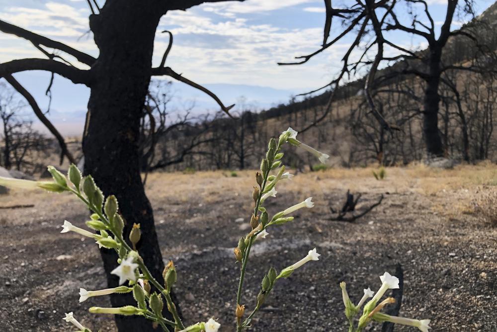 You are currently viewing Life gradually returns a year after fire chars Sierra Nevada￼