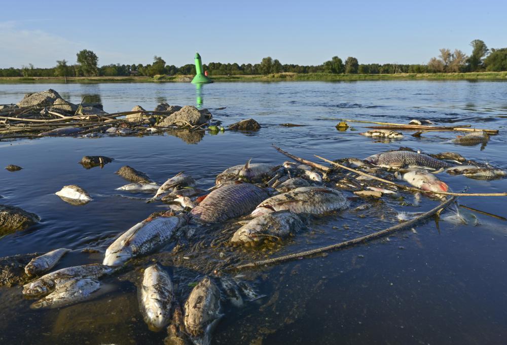 You are currently viewing Poland investigates ‘ecological catastrophe’ of fish die-off