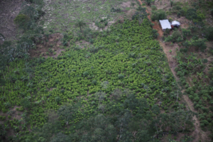 Read more about the article Colombia’s coca crops grew to ‘historic levels’ last year: UN