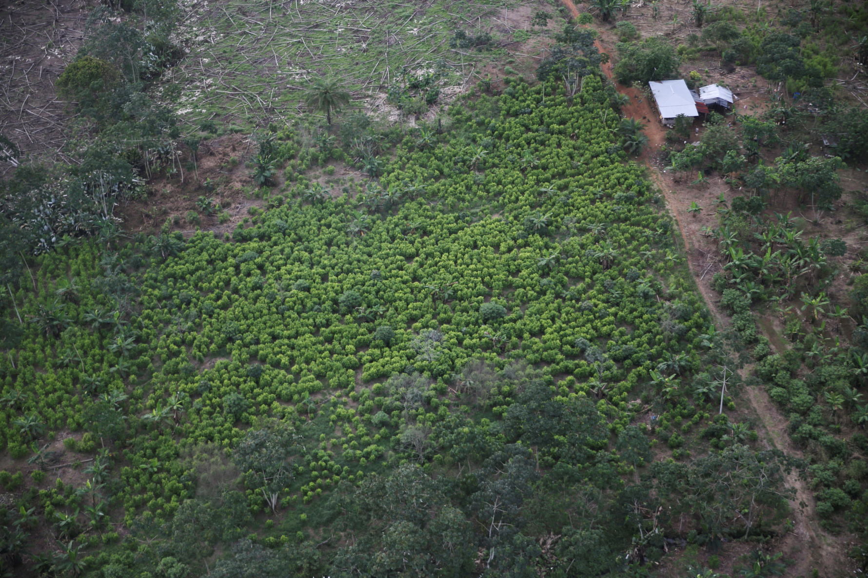 You are currently viewing Colombia’s coca crops grew to ‘historic levels’ last year: UN