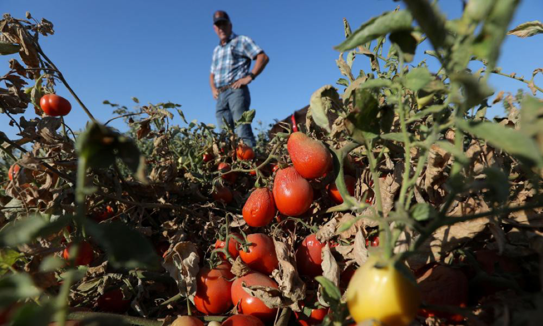 You are currently viewing Waterlogged wheat, rotting oranges: five crops devastated by a year of extreme weather