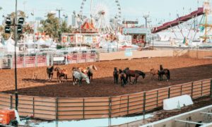 Read more about the article Why don’t Indigenous people have any role in hosting the State Fair’s annual All Indian Rodeo?