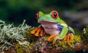 Read more about the article More than 1 in 10 species could be lost by end of century, study warns