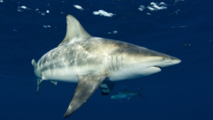 Read more about the article <strong>Shark species blamed for 25% of Florida’s bites seen near New England. Is warming water to blame?</strong>
