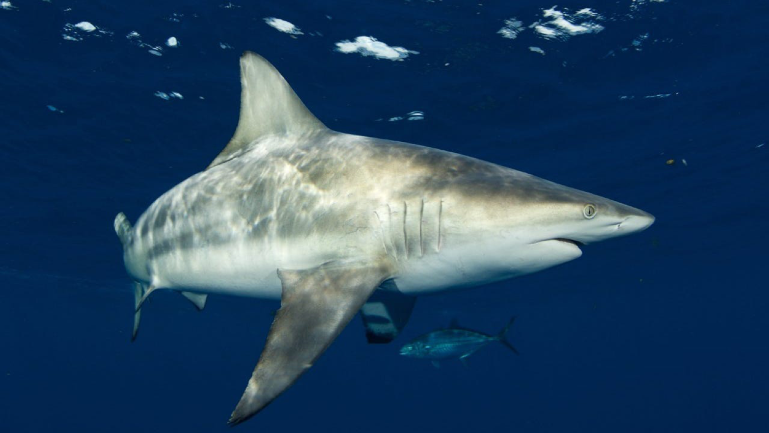 You are currently viewing <strong>Shark species blamed for 25% of Florida’s bites seen near New England. Is warming water to blame?</strong>
