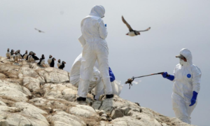 Read more about the article <strong>​I helped pick up 6,000 dead birds last summer. This is what I learned about the horrors of bird flu</strong>