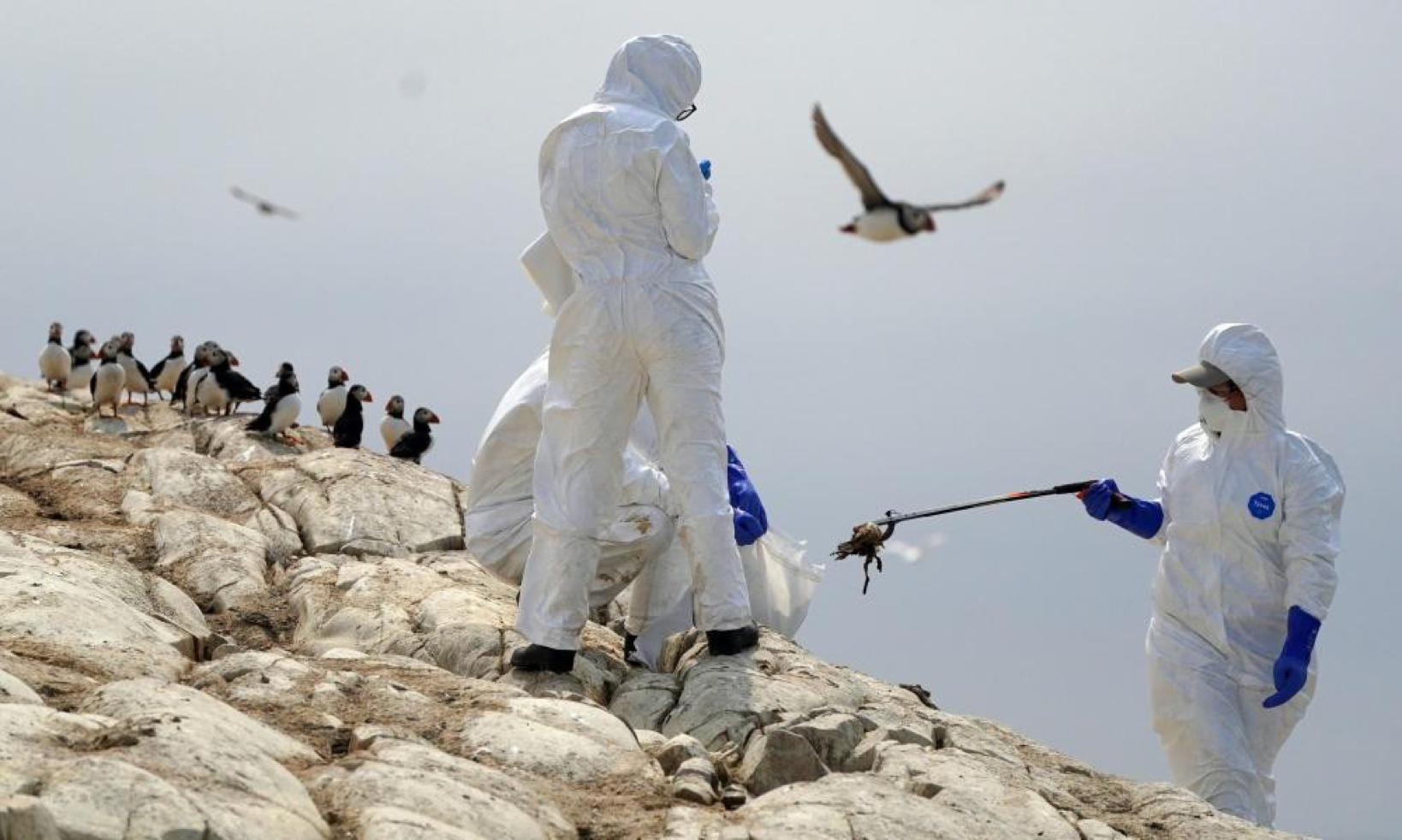 You are currently viewing <strong>​I helped pick up 6,000 dead birds last summer. This is what I learned about the horrors of bird flu</strong>