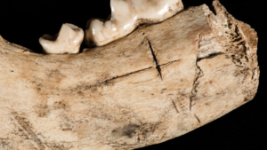 Read more about the article <strong>Remains of ancient, Indigenous dogs found at Jamestown, as well as proof people ate them</strong>