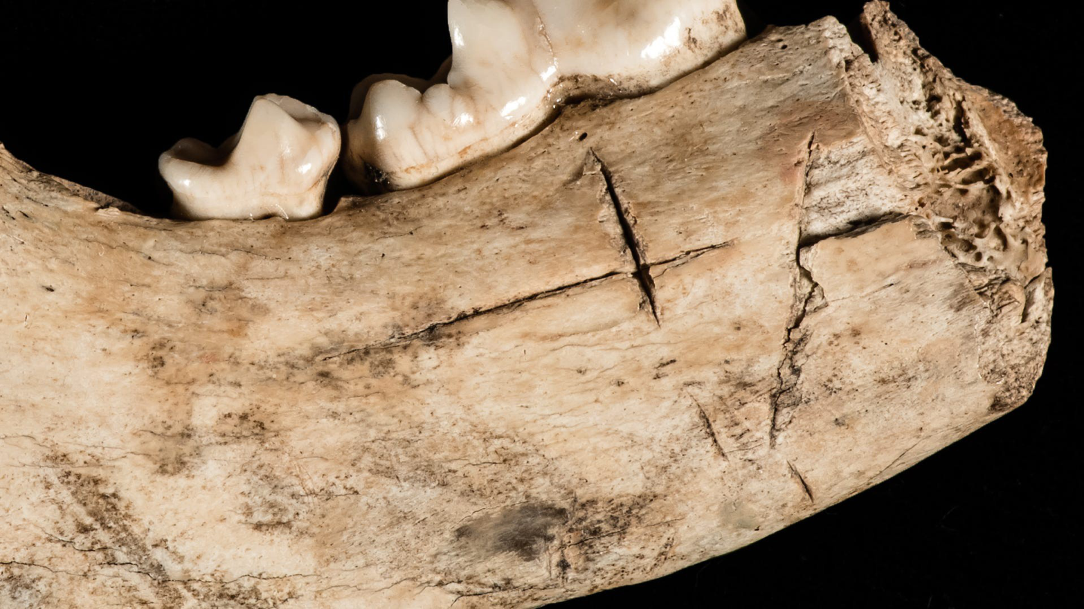 You are currently viewing <strong>Remains of ancient, Indigenous dogs found at Jamestown, as well as proof people ate them</strong>