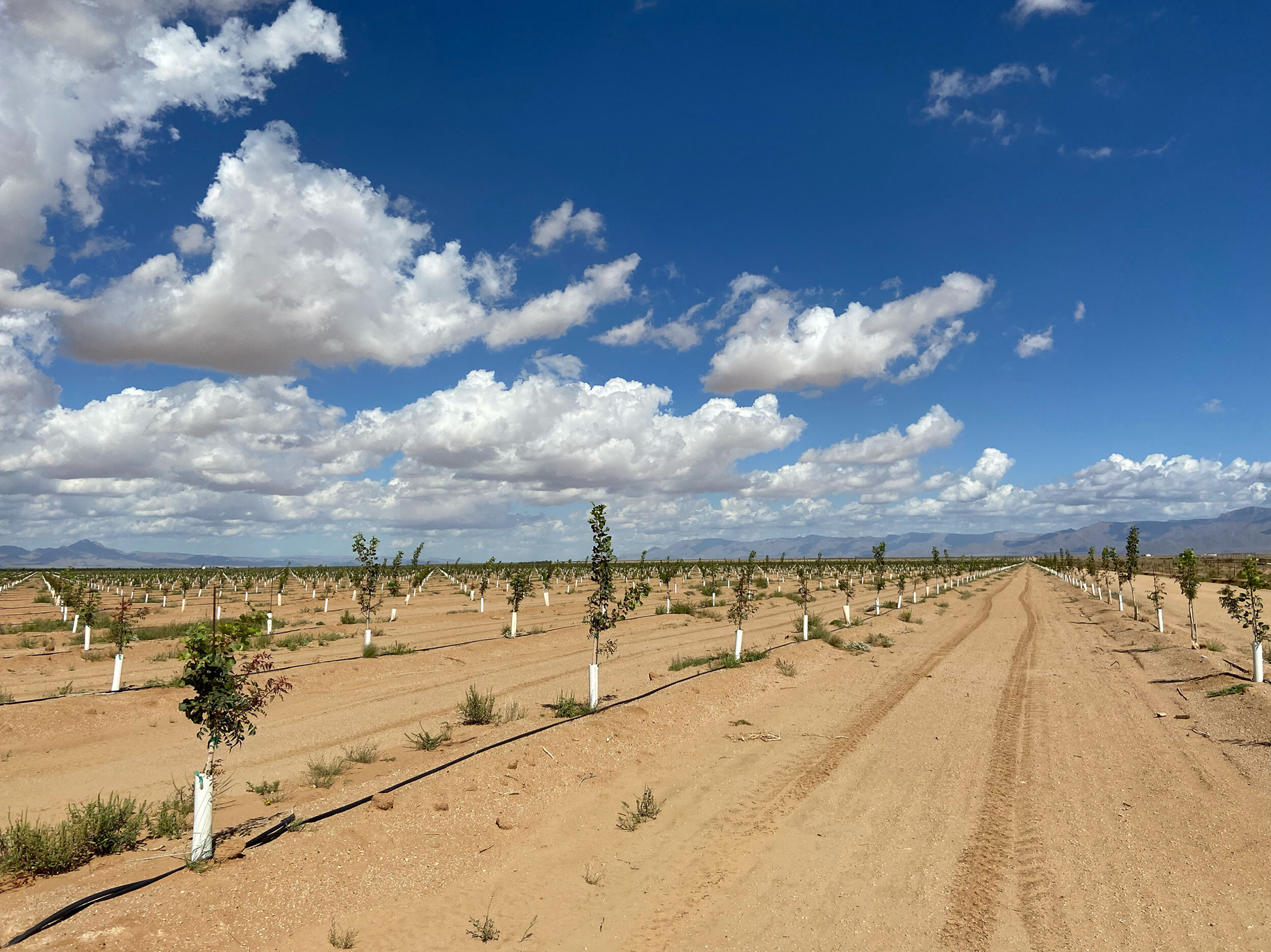 You are currently viewing In deep-red corner of Arizona, threat of losing water starts to outweigh fear of regulation