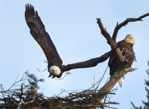 Read more about the article <strong>Two bald eagles nested in a pine for years. A utility company tried to chop it down</strong>