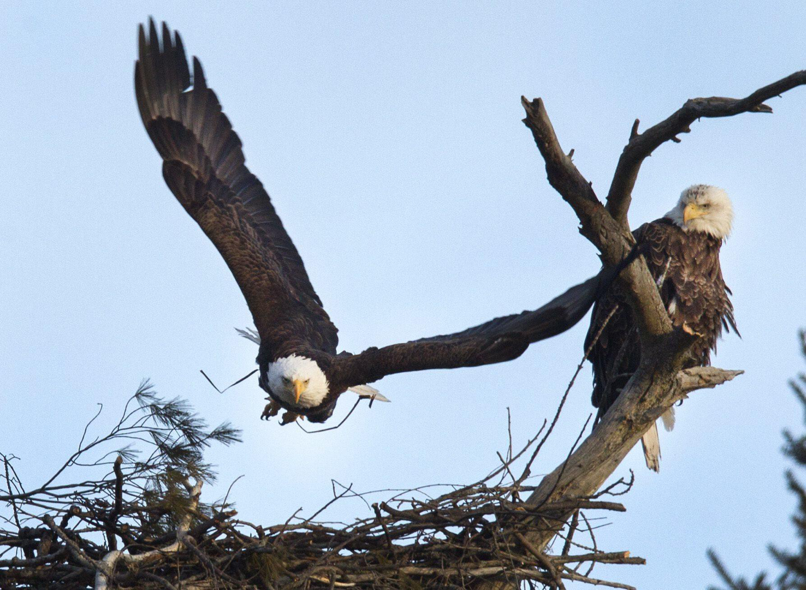 You are currently viewing <strong>Two bald eagles nested in a pine for years. A utility company tried to chop it down</strong>