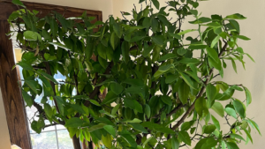 Read more about the article <strong>He planted a seed from a grapefruit 61 years ago. Now, the indoor citrus tree is part of his family.</strong>
