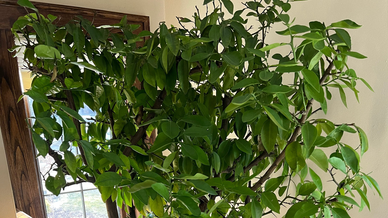 You are currently viewing <strong>He planted a seed from a grapefruit 61 years ago. Now, the indoor citrus tree is part of his family.</strong>