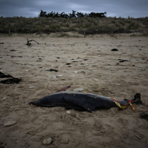 Read more about the article <strong>Why sea creatures are washing up dead around the world</strong>