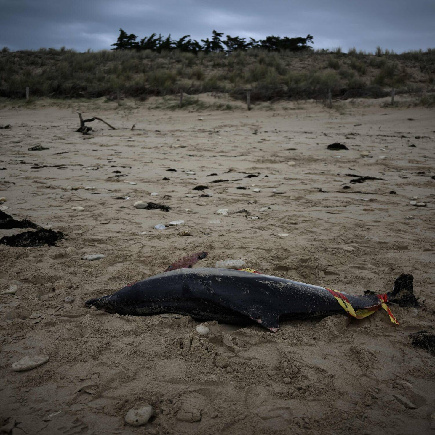 You are currently viewing <strong>Why sea creatures are washing up dead around the world</strong>