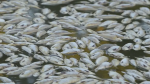 Read more about the article Millions of dead fish wash up amid heat wave in Australia