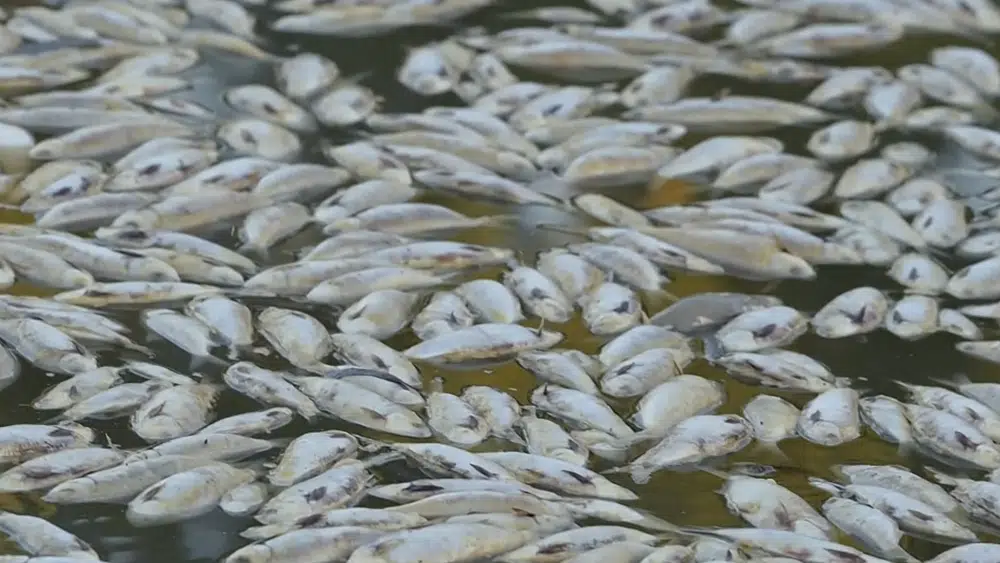 You are currently viewing Millions of dead fish wash up amid heat wave in Australia