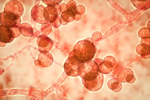 Read more about the article Deadly Fungal Infections in U.S. Hospitals Are Up 95%