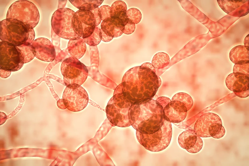 You are currently viewing Deadly Fungal Infections in U.S. Hospitals Are Up 95%