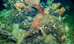Read more about the article Scientists discover pristine deep-sea Galápagos reef ‘teeming with life’