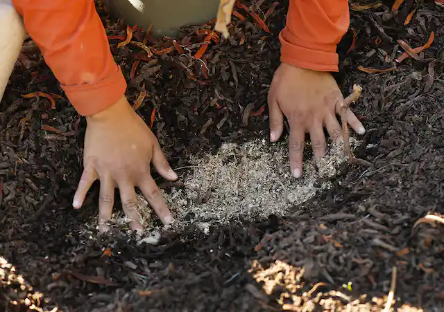 You are currently viewing A shortage of native seeds is slowing land restoration across the US, which is crucial for tackling climate change and extinctions