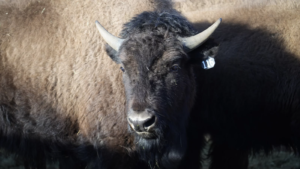 Read more about the article After nearly 200 years, the Yuchi Tribe of Oklahoma reconnects with bison