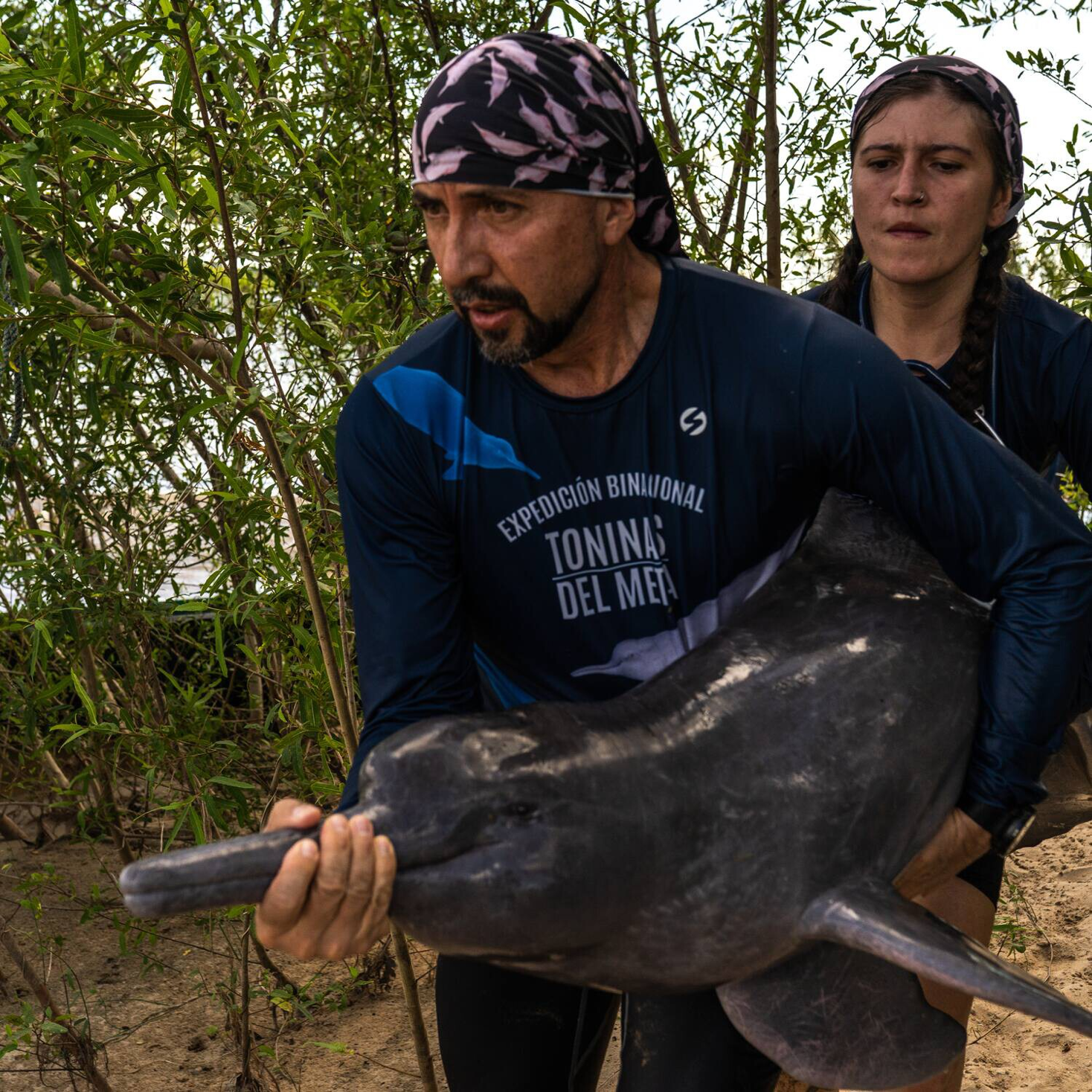 You are currently viewing The pink river dolphins of the Amazon have a warning for humans  