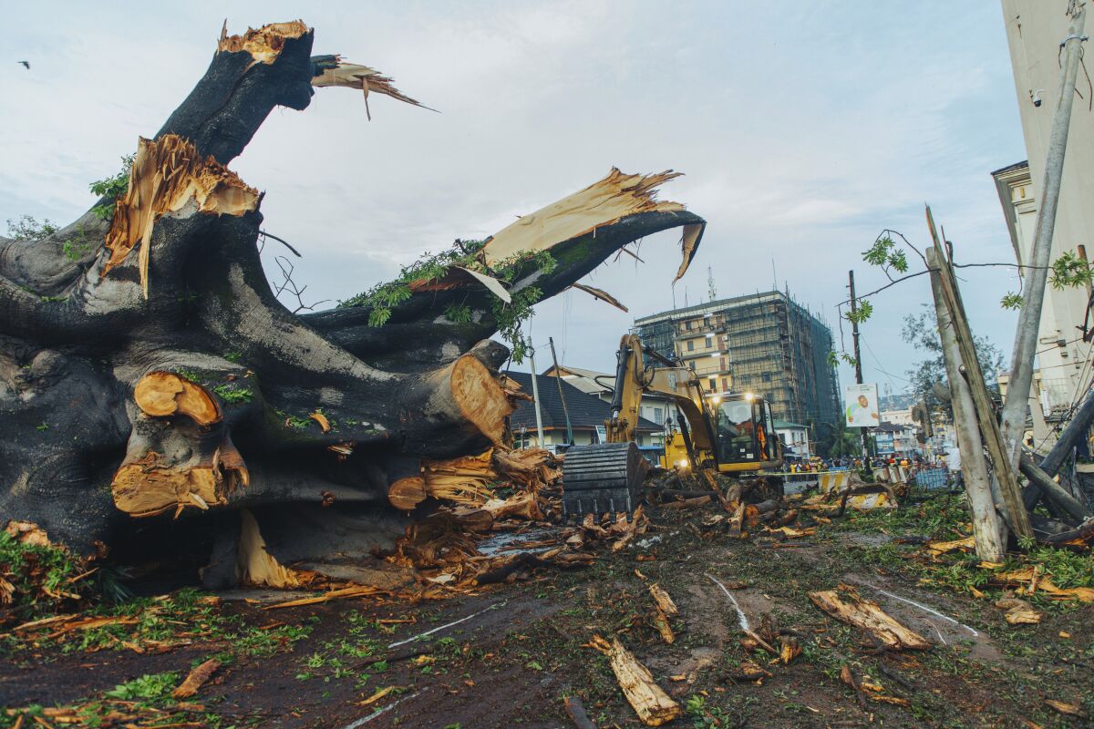 You are currently viewing A tree felled in a storm leaves a nation mourning a ‘great loss’