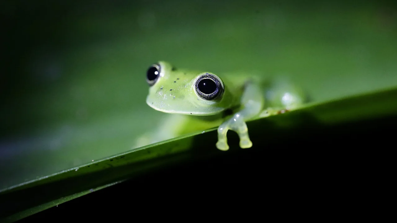 You are currently viewing Global loss of wildlife is ‘significantly more alarming’ than previously thought, according to a new study