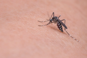 Read more about the article Europe Faces Growing Risk of Mosquito-Borne Diseases Due to Climate Change