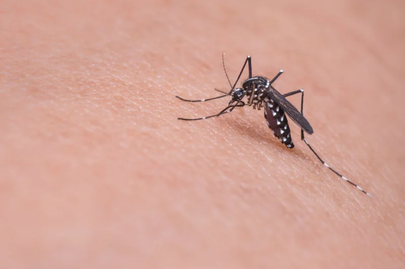 You are currently viewing Europe Faces Growing Risk of Mosquito-Borne Diseases Due to Climate Change