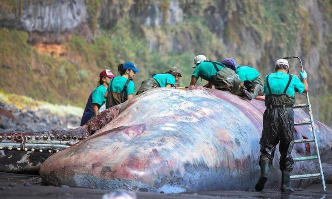 You are currently viewing Pathologist finds €500,000 ‘floating gold’ in dead whale in Canary Islands