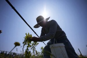 Read more about the article Climate change ratchets up the stress on farmworkers on the front lines of a warming Earth