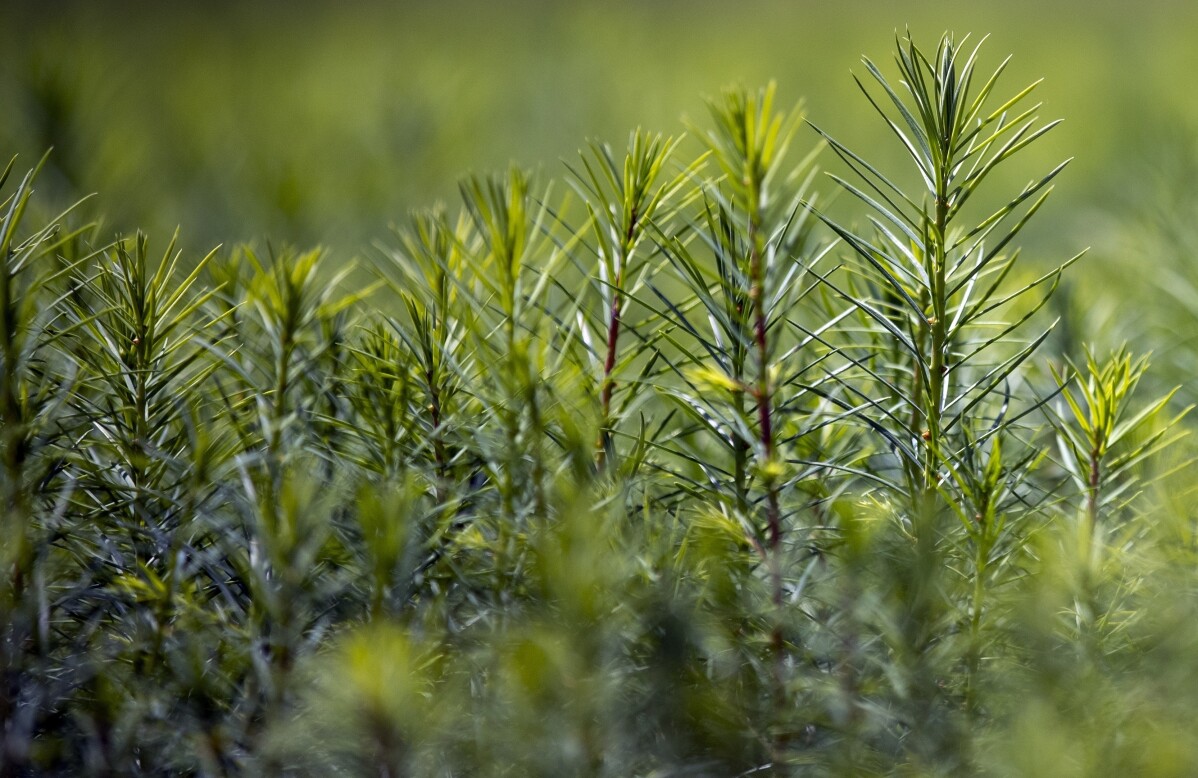 You are currently viewing House Republicans propose planting a trillion trees as they move away from climate change denial