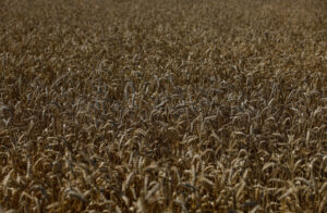 Read more about the article Volatile wheat prices, food crises ahead after Black Sea deal ends