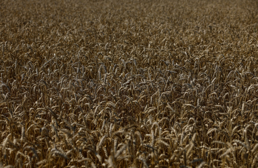 You are currently viewing Volatile wheat prices, food crises ahead after Black Sea deal ends