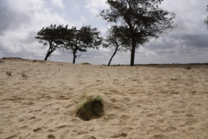 Read more about the article Unmarked Senegal beach graves hold untold number of West African migrants, officials and locals say