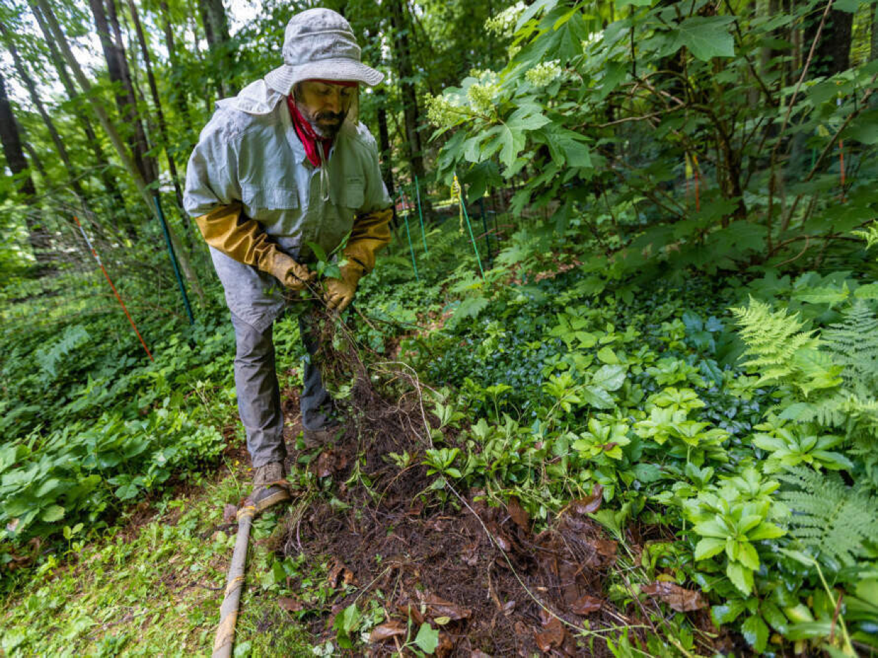 You are currently viewing Poison ivy is poised to be one of the big winners of a warming world