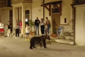 Read more about the article Outrage as mother of biscuit-stealing bear cub shot dead in Italy