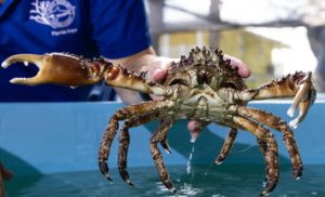 Read more about the article Scientists will unleash an army of crabs to help save Florida’s dying reef