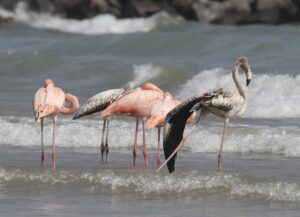 Read more about the article Flamingos in Wisconsin? Tropical birds visit Lake Michigan beach in a first for the northern state