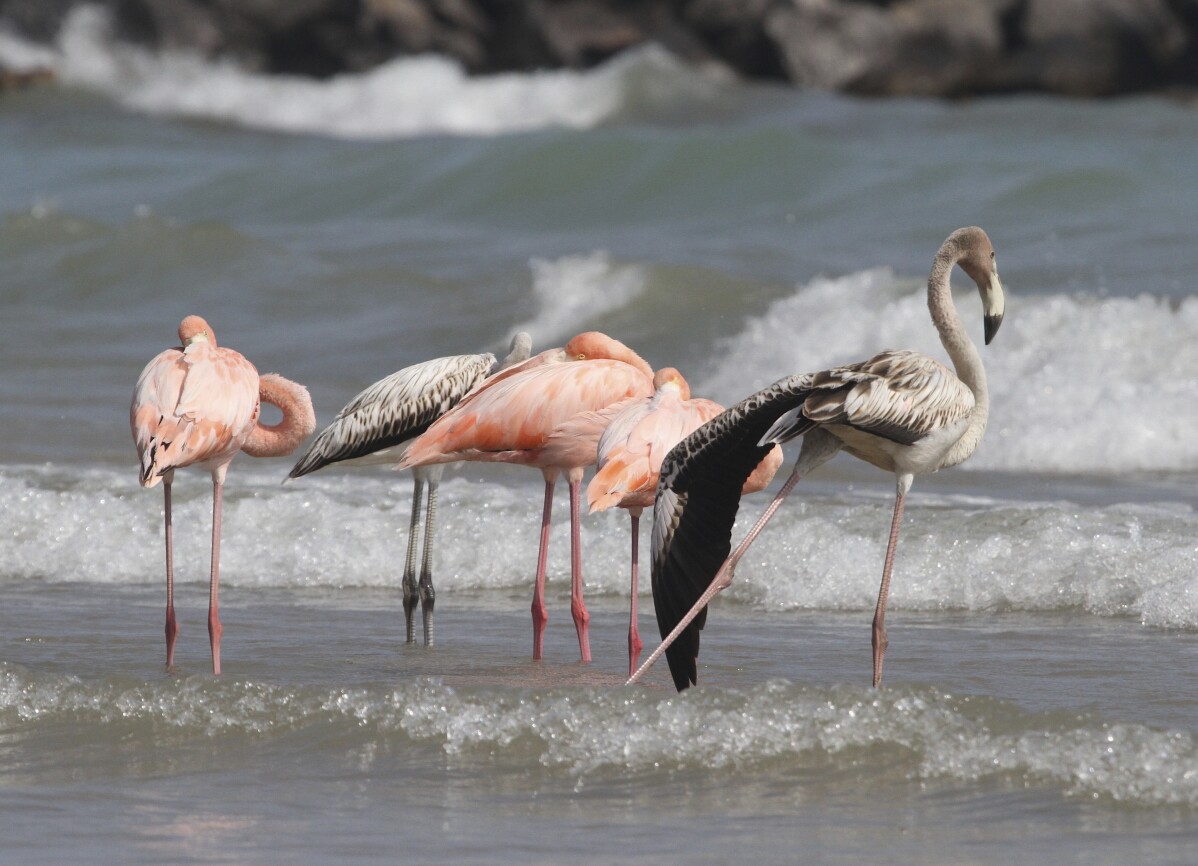 You are currently viewing Flamingos in Wisconsin? Tropical birds visit Lake Michigan beach in a first for the northern state