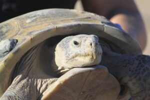 Read more about the article Biologists in slow and steady race to help North America’s largest and rarest tortoise species
