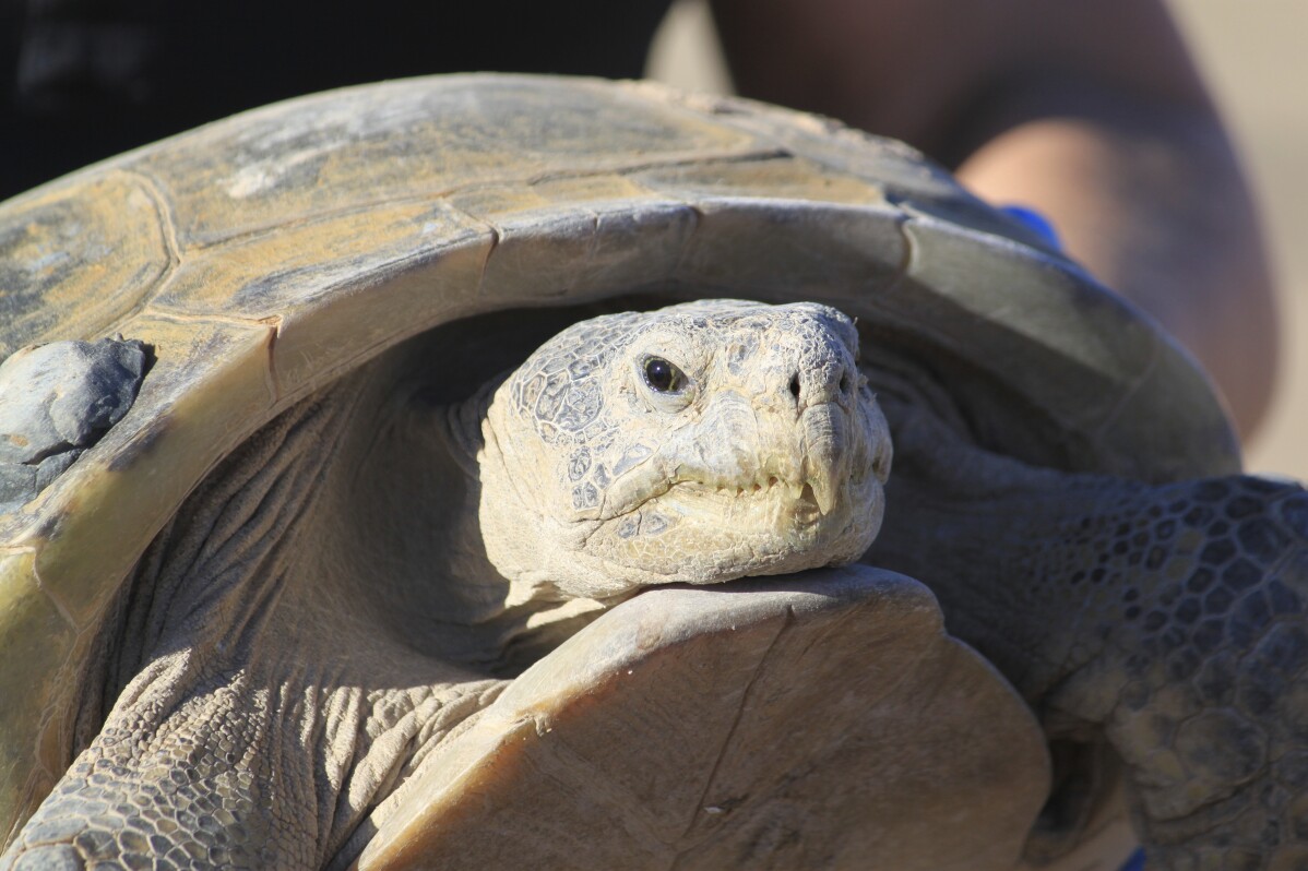 You are currently viewing Biologists in slow and steady race to help North America’s largest and rarest tortoise species