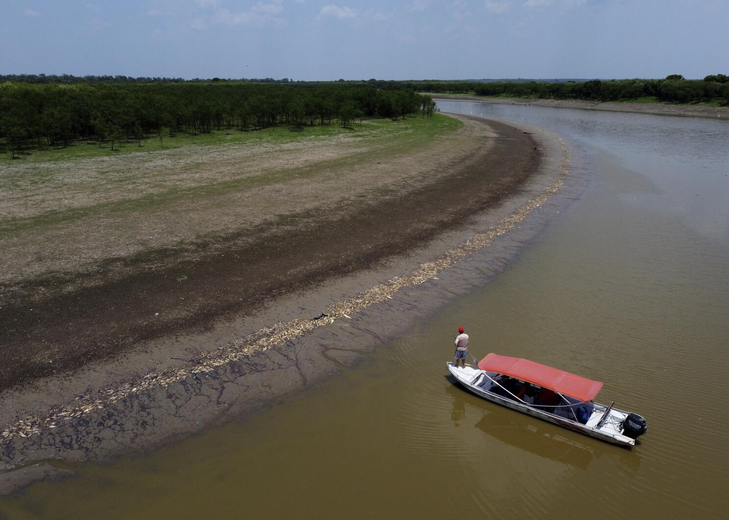 You are currently viewing More than 100 dolphins found dead in Brazilian Amazon as water temperatures soar