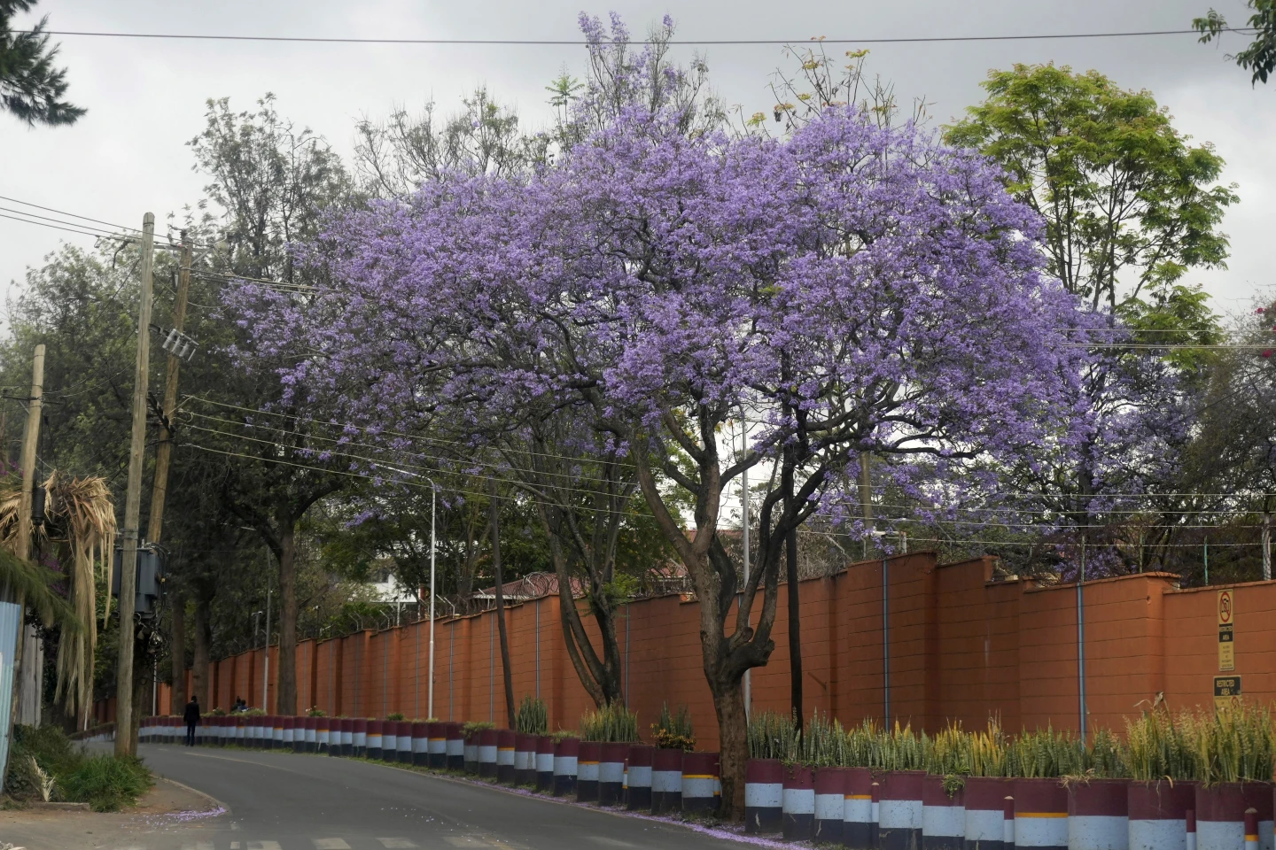 You are currently viewing Kenya declares a surprise public holiday for a national campaign to plant 15 billion trees