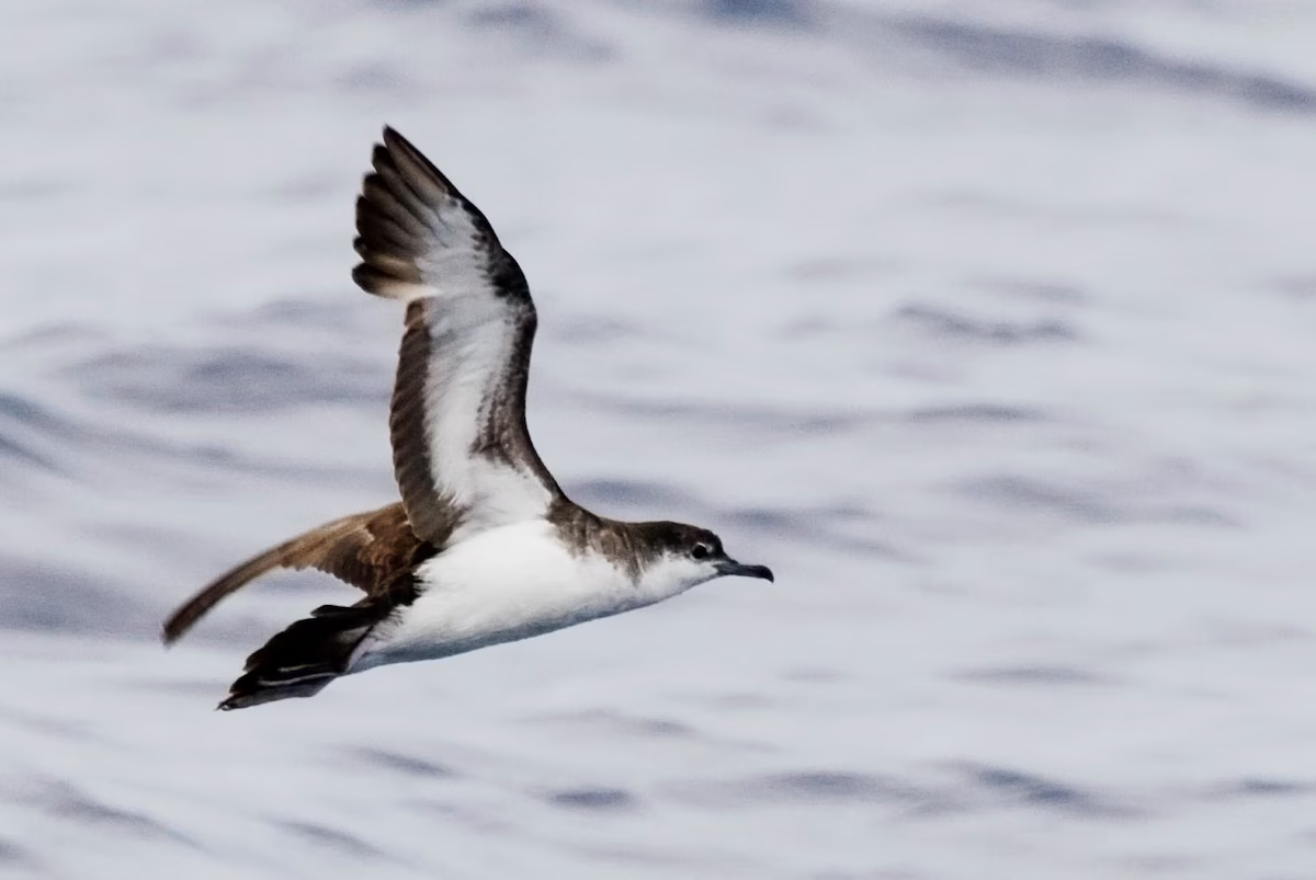 You are currently viewing Dozens of bird names honoring enslavers and racists will be changed