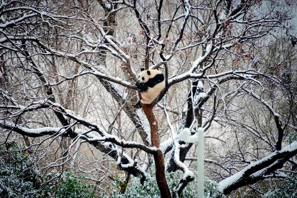 You are currently viewing Beijing records longest cold wave in modern history