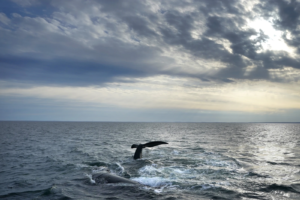 Read more about the article Contrary to politicians’ claims, offshore wind farms don’t kill whales. Here’s what to know.